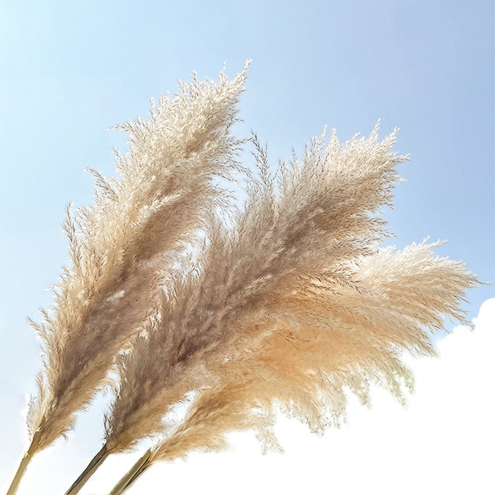 Fiori Pampas